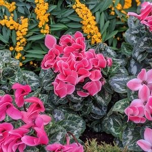 Meet your Posher, Michele